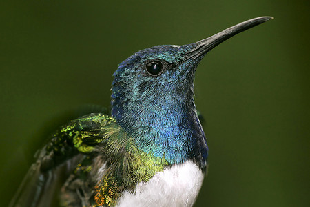 厄瓜多尔 Maquipucuna 云雾森林保护区的蜂鸟