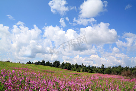 田野上的紫红色花朵