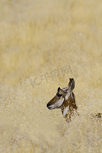 黄色五角星边框摄影照片_在干草中的叉角羚羊