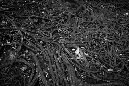 有根的树摄影照片_有根的树