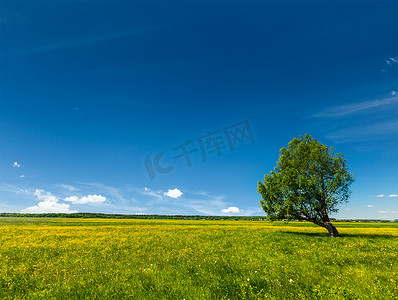 单树春夏绿地风景景观