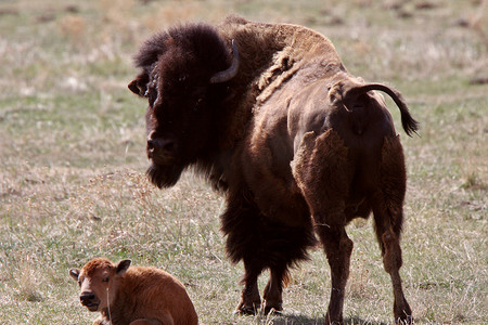 母牛和小牛摄影照片_母牛和小牛北美野牛在牧场休息