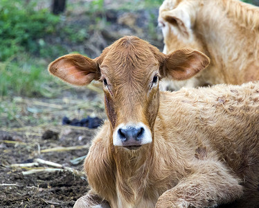 棕色母牛在自然背景下的形象。