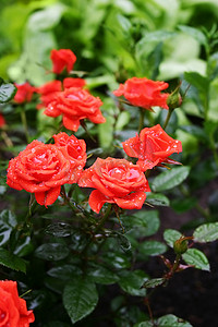杂交玫瑰摄影照片_雨后花园里绿色背景的红玫瑰。