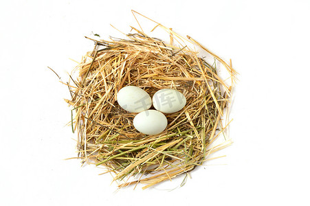 白背景图片摄影照片_干草窝里的鸡蛋，不同概念的白鸡蛋图片，鸡窝里的鸡蛋图片
