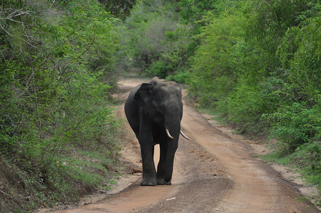 雅拉国家公园摄影照片_斯里兰卡亚拉国家公园的大象