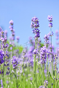 紫色摄影照片_花园里盛开的薰衣草