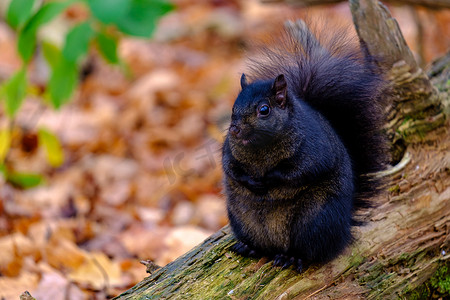 大尾巴松鼠摄影照片_胖乎乎的黑松鼠坐在原木上