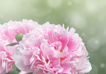 粉色花瓣花瓣摄影照片_梦幻般的粉色牡丹