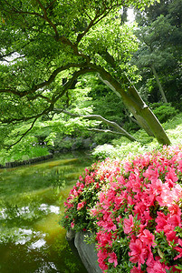 花园水池附近的室外粉红色花卉植物