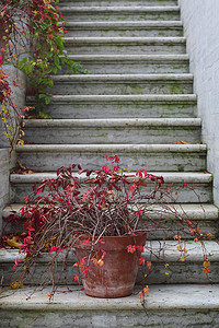 在台阶的红色秋天常春藤