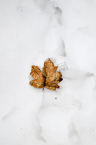 躺在雪中的秋天枫叶