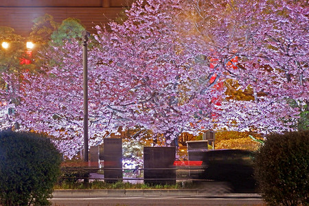 晚上日本街上的粉红色樱花花