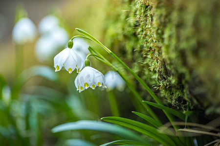 Leucojum vernum 或春天的雪花 — 早春在森林里绽放白花，特写宏图。