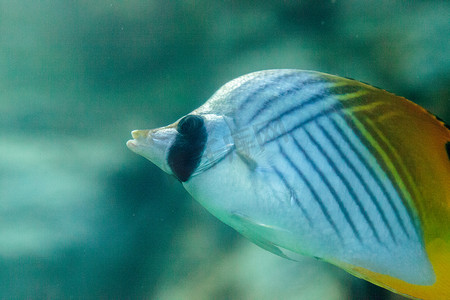 Threadfin 蝴蝶鱼，Chaetodon auriga