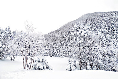 日本八岳山的天然雪山和树木