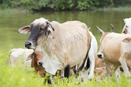 牛在自然背景上的形象。