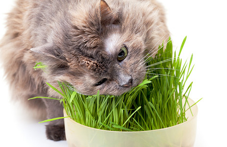 一只吃新鲜草的宠物猫