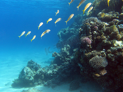 珊瑚礁与热带海底的山羊鱼浅滩