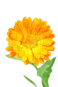 金盏草一朵橙色花