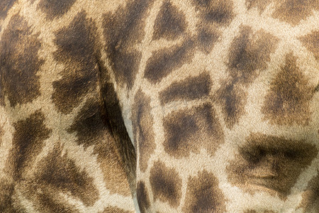 皮肤斑点摄影照片_带有浅棕色和深棕色斑点的长颈鹿真皮。