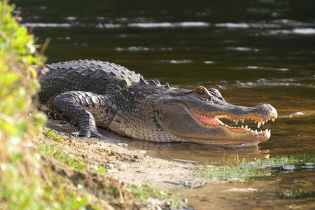 鳄鱼张开嘴躺在池塘边。