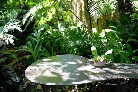 盆栽椅子摄影照片_盆栽绿叶植物装饰在花园的椅子上