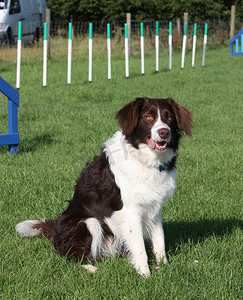 杂交狗摄影照片_可爱的红色和白色西班牙猎犬牧羊犬杂交宠物工作犬