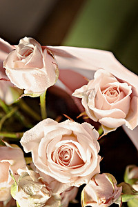许多精致的小粉红玫瑰的背景