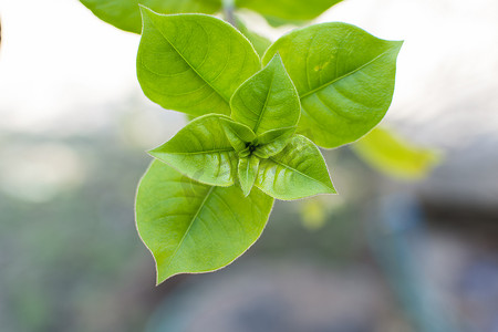 背景柔光摄影照片_柔光下的 Allamanda blanchetii 叶。