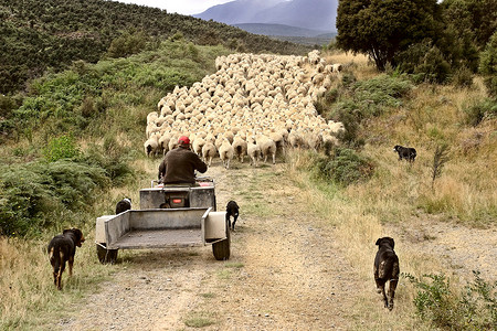 牧羊人和狗放羊
