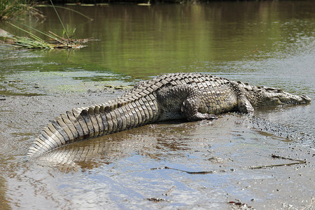 短嘴鳄摄影照片_尼罗鳄 (Crocodylus niloticus)