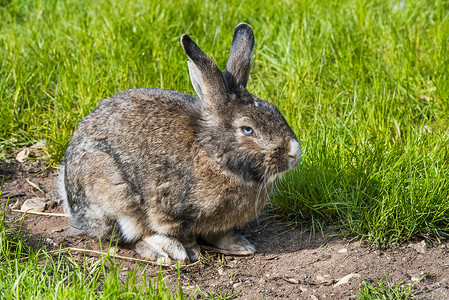 灰色小兔子野兔坐在绿草上。