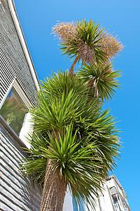 康沃尔郡圣艾夫斯的棕榈树映衬着充满活力的蓝天