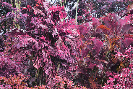 热带植物叶子的美丽红外特写镜头