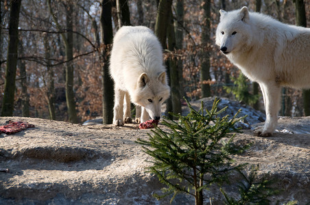 北极狼摄影照片_北极狼吃。