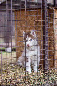 哈士奇小狗狗摄影照片_哈士奇小狗在笼子里看的特写镜头