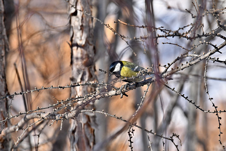 麻雀啄木鸟摄影照片_树枝上的大山雀
