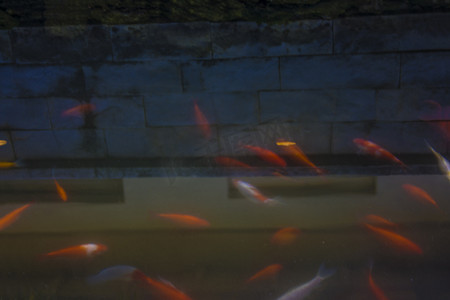深色的浴缸或池塘里满是红白相间的鱼，故意失焦，反映出上面的建筑物或建筑物