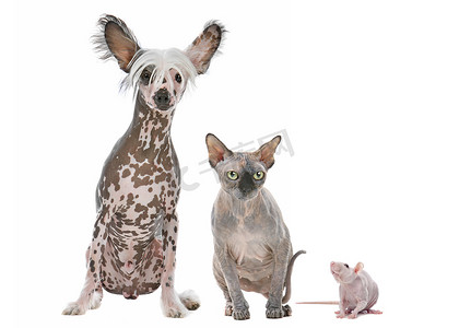 裸狗、猫和老鼠