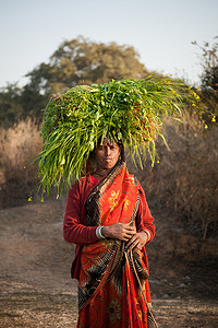 背着绿草的印度村民妇女