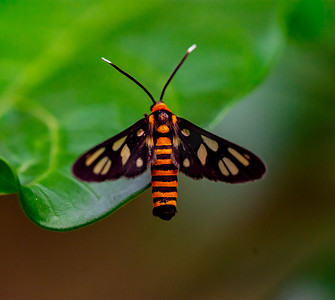 昆虫叶子摄影照片_橙蛾在叶子上的宏观拍摄