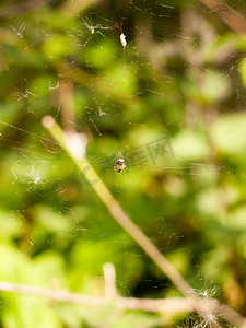 一只蜘蛛在它的网上专注于散景蓝色植物和叶子佛
