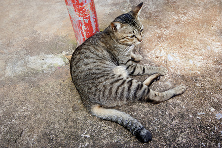 天猫ip摄影照片_泰国猫坐