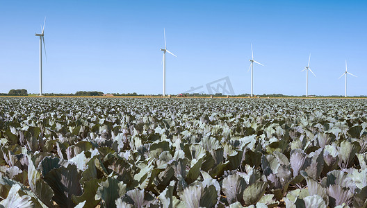 辣白菜面摄影照片_荷兰维林格米尔的红卷心菜田和风力涡轮机