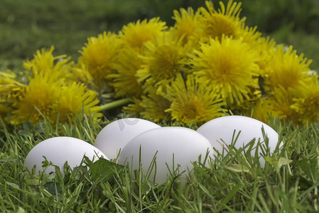 草地上的白鸡蛋