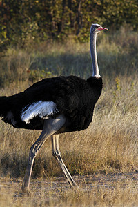 雄性鸵鸟——纳米比亚