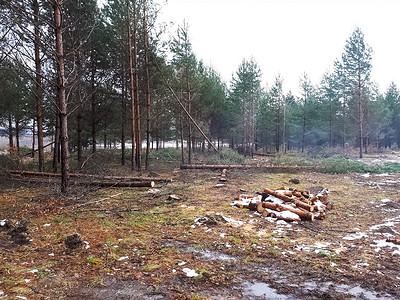 树木被砍伐摄影照片_森林被砍伐的地方。