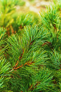 分支日本石松 Pinus Pumila 的针叶。