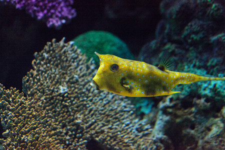 长方体圆摄影照片_Longhorn cowfish，Lactoria cornuta